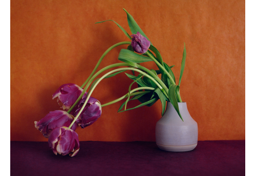 Bouquet, Tulipes Perroquets