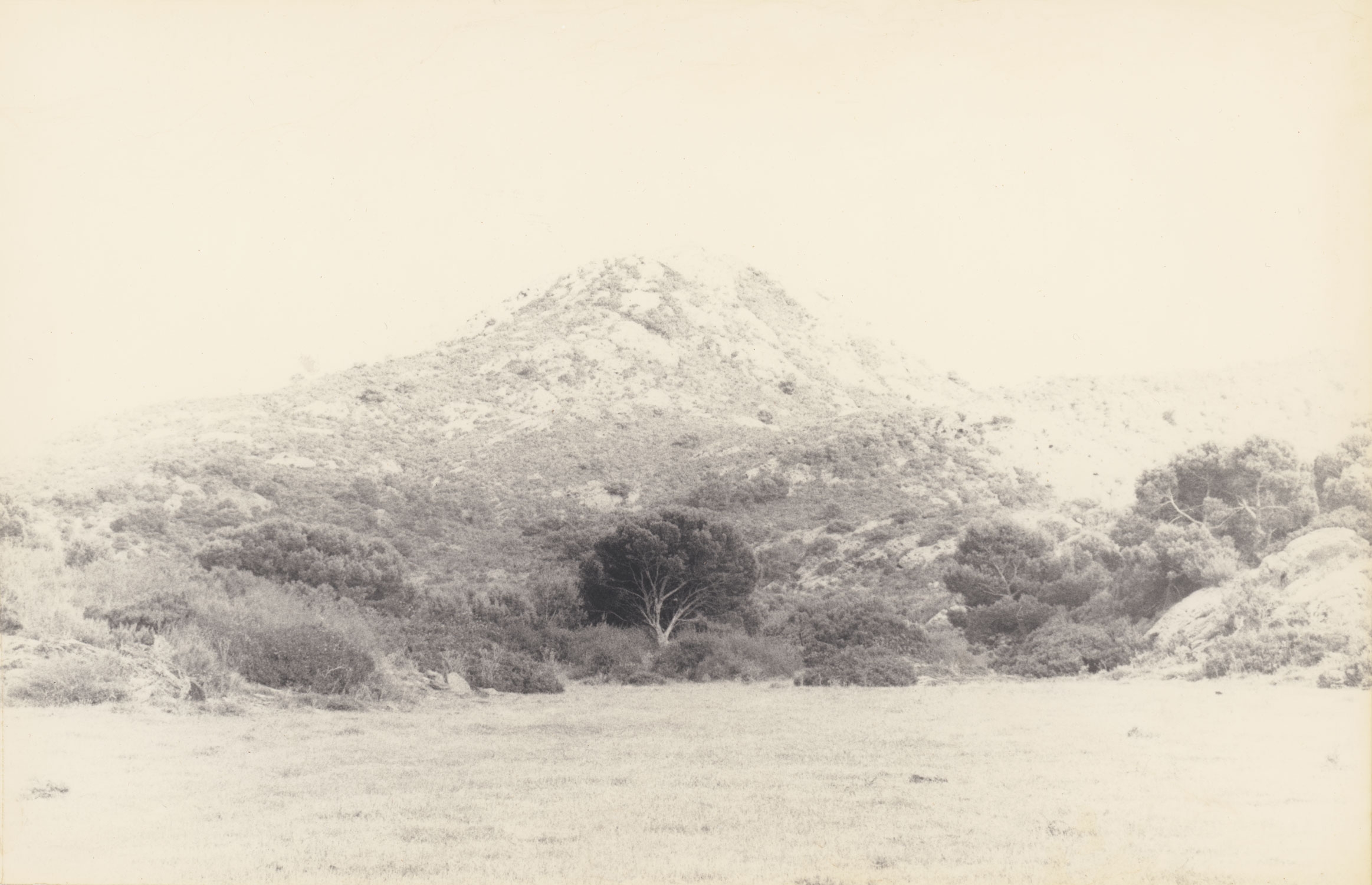 L'arbre qui cache la montagne