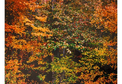 Forêt d'Automne Orange IV