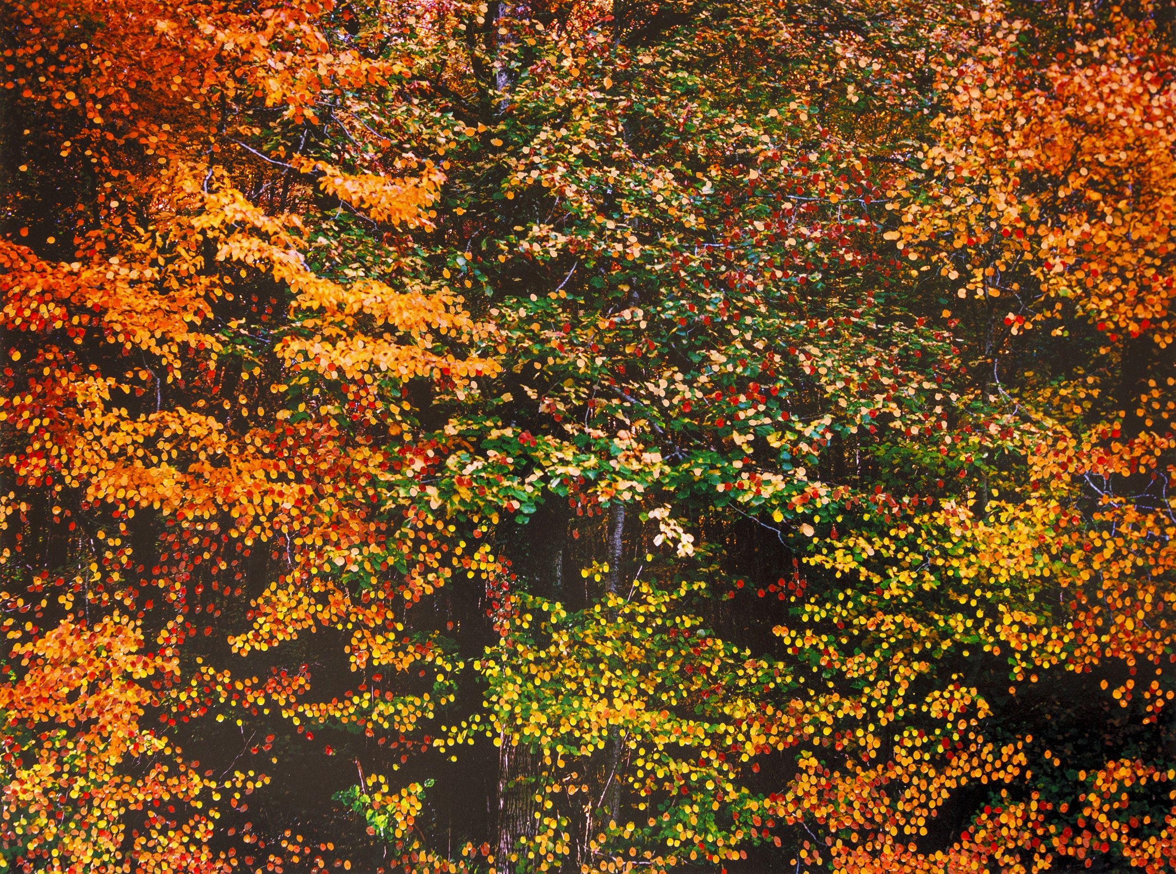 Forêt d'Automne Orange IV