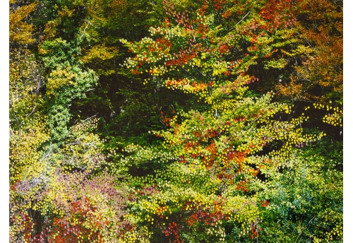 Forêt d'Automne Rose I 