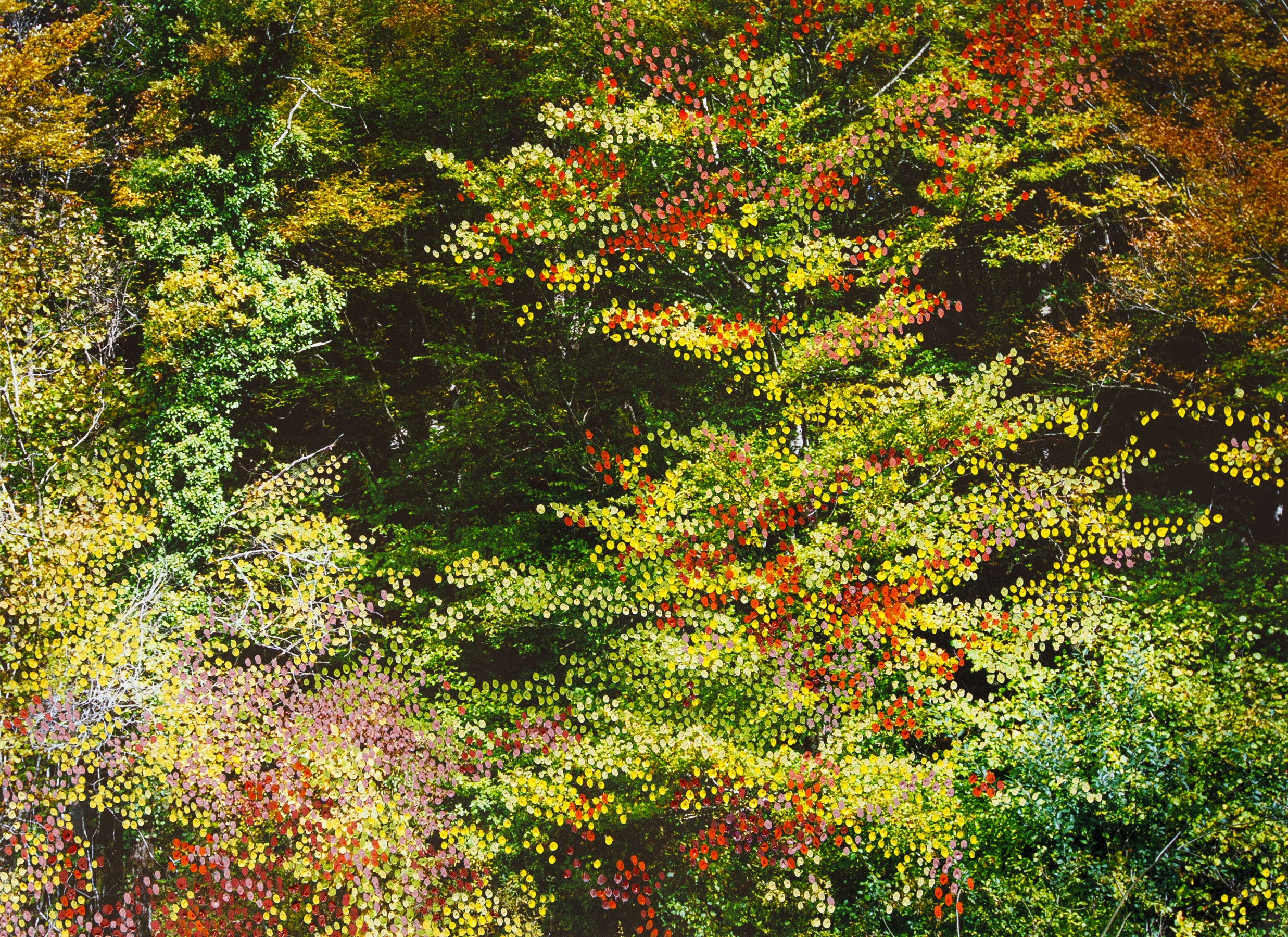 Forêt d'Automne Rose I 