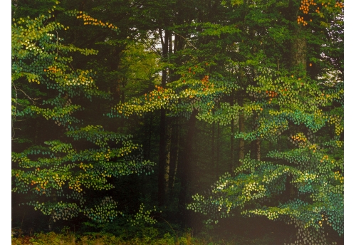 Forêt d'Automne Verte II