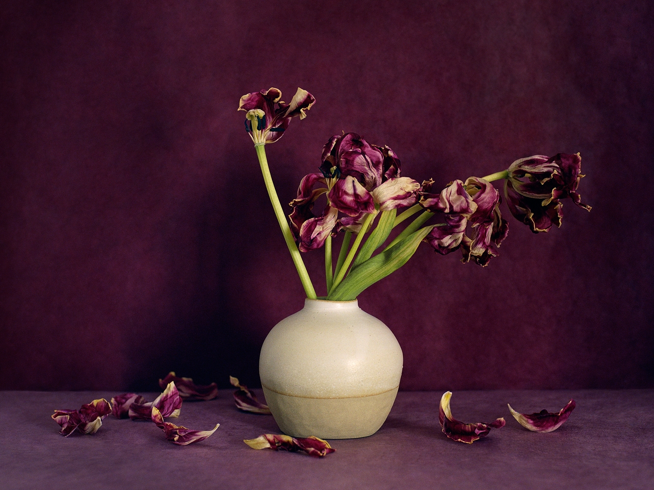 Bouquet, Tulipes Pourpres