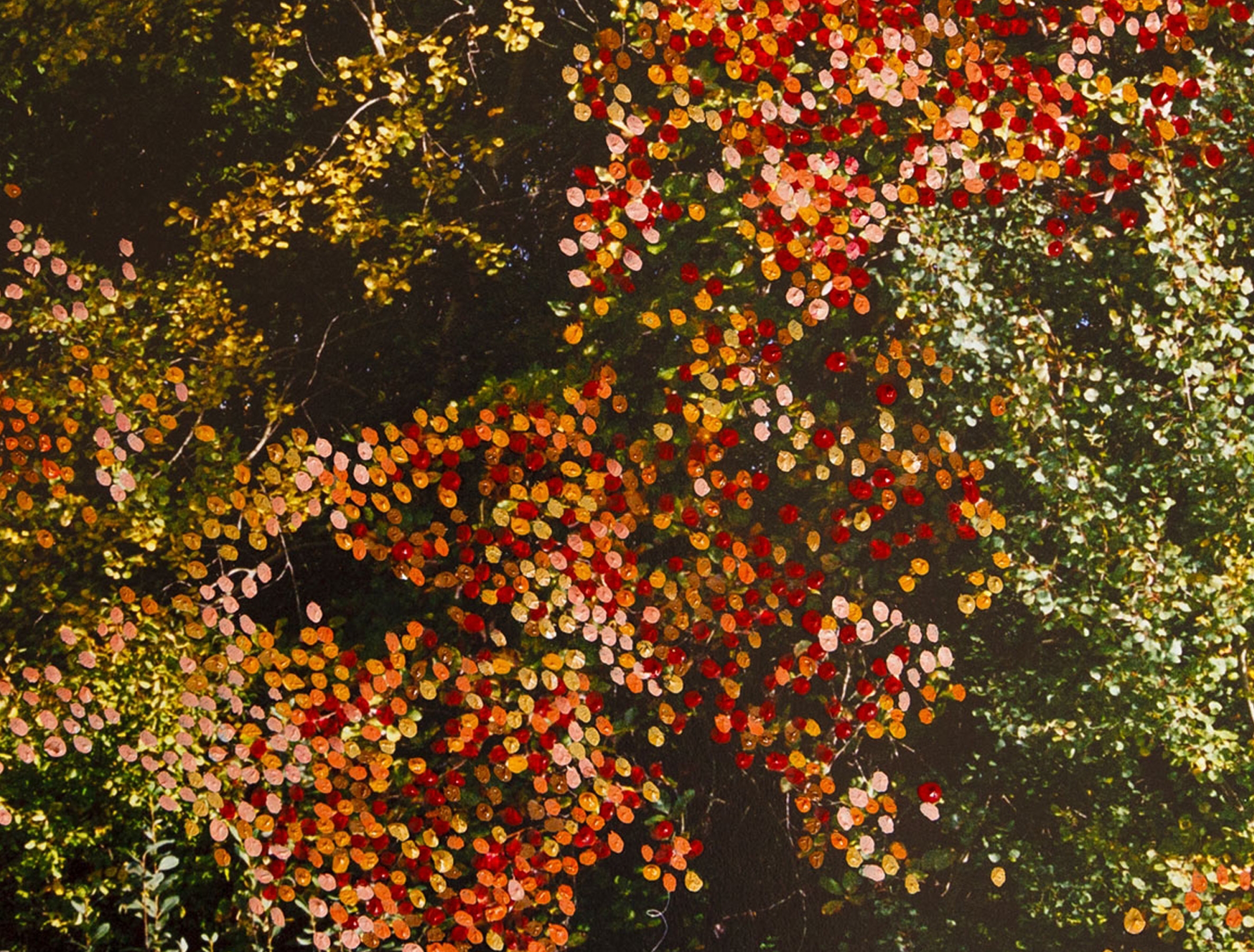 Forêt d'Automne Rouge III